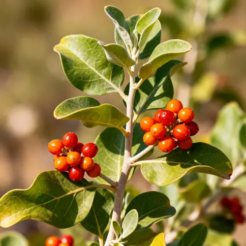 Ashwagandha Plant: Ayurvedic Medicinal Herb Photo