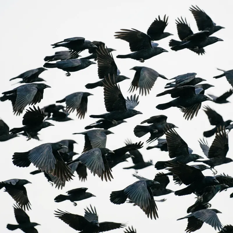 Majestic Flock of Crows Soaring on White Background