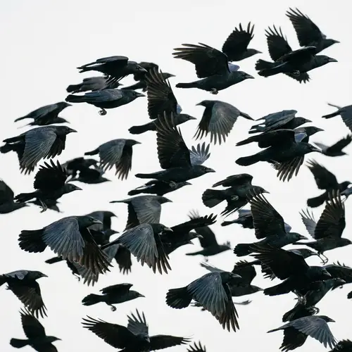 Stunning Image of Crows in Flight on White Background