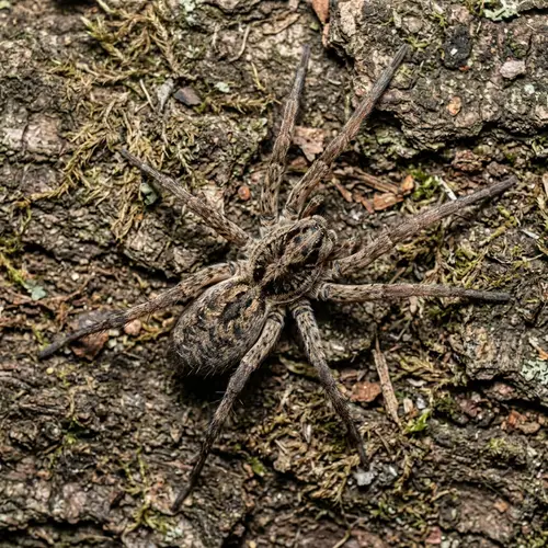 Top-Down View of a Walking Spider