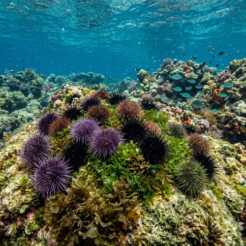 Sea Urchins Feeding in Their Ocean Habitat