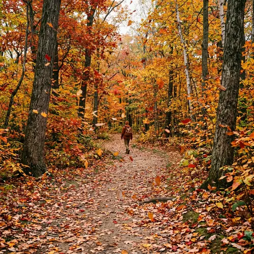 Autumn Has Arrived: A Vibrant Leaf Fall
