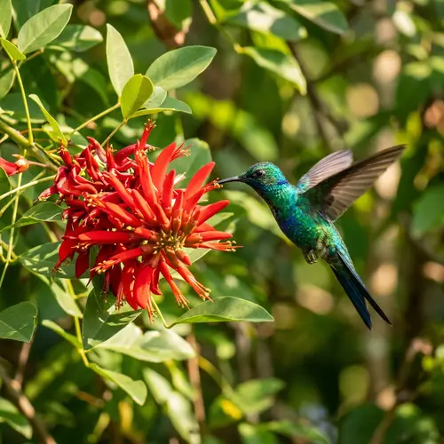Vibrant Hummingbird Hovers around Red-flame Ceibo Flower