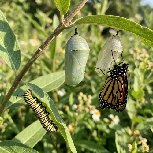 Realistic Caterpillar Transformation into Beautiful Butterfly