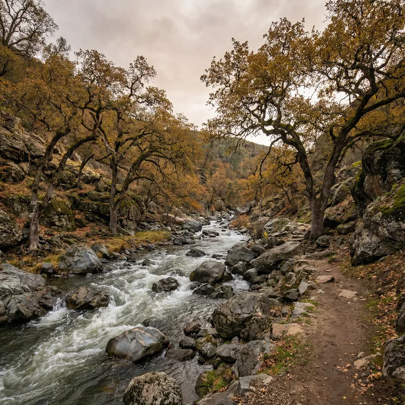 Frgged River Surrounded by Majestic Oak Trees