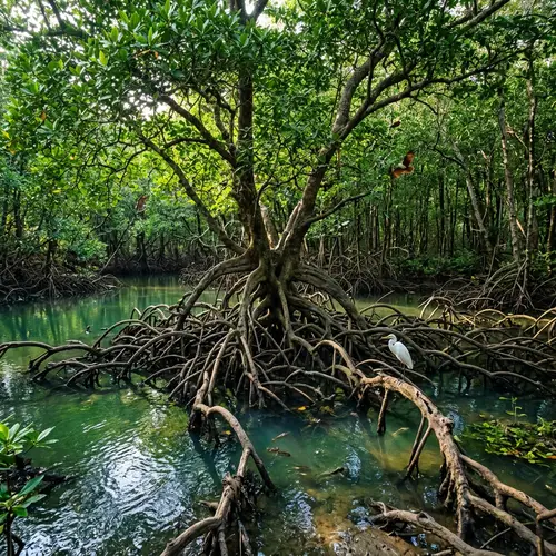 Enchanting Mangrove Tree: Ecosystem of Lush Beauty