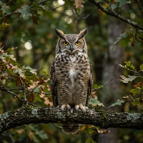 Buhos: Fascinating Owl Facts & Habitats