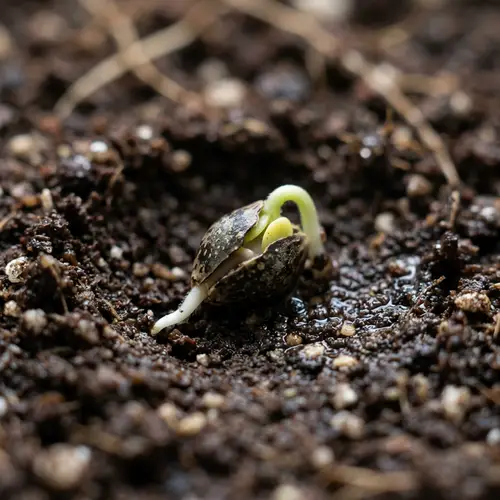 Cannabis Seed Sprouting: A Journey of Growth