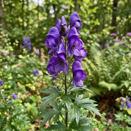 Elegant Aconitum Flower - Rich Colors & Intricate Structure
