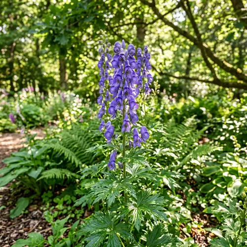 Graceful Aconite Flower in Full Bloom | Purple-Blue Petals