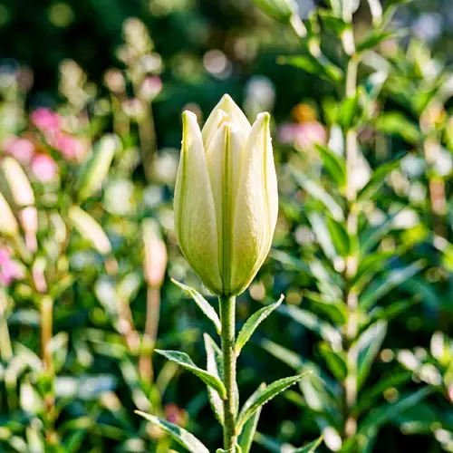 Close-up Lily Bud Unfurling | Beautiful Bloom in Focus