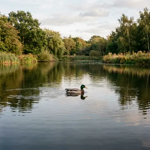 Duck Swimming in Pond - Calm Nature Scene