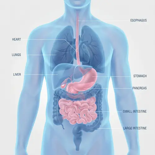 Translucent Male Torso Anatomy in Blue and Pink Tones