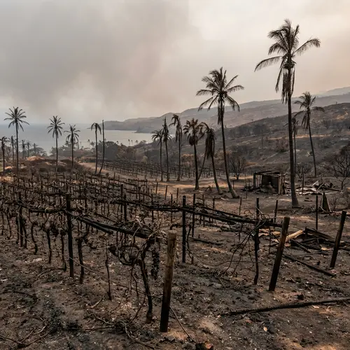Devastated Paradise: Burnt Palm Trees & Grapevines