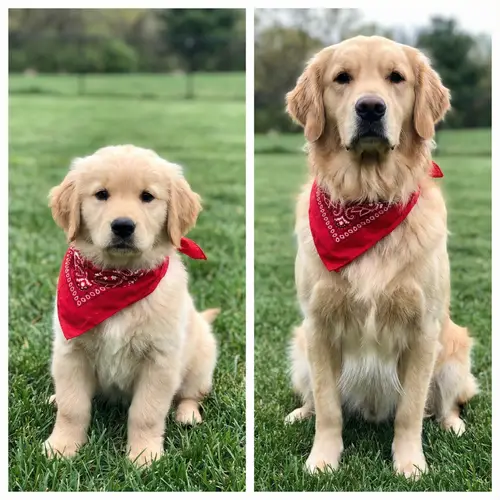 Puppy to Adult Dog Transformation Guide