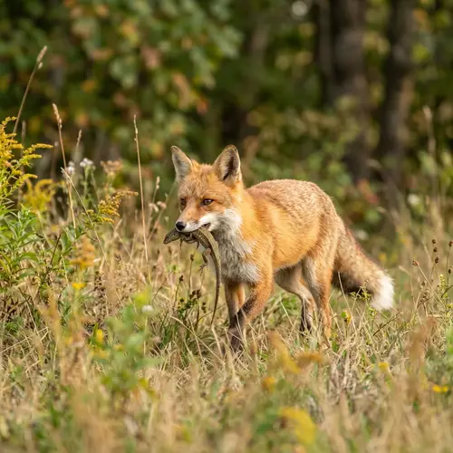 Red Fox Carrying a Lizard in Its Mouth