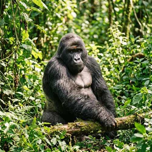 Majestic Adult Ape in Natural Habitat | Wildlife Photography