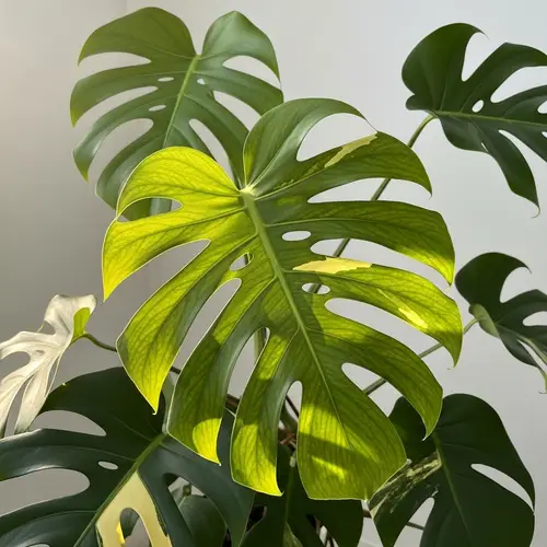 Monstera Aurea Plant: Fresh Green & Yellow Leaves