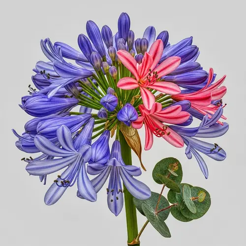 Vibrantly Colorful Crossbred Flower Photo - Botanical Photography