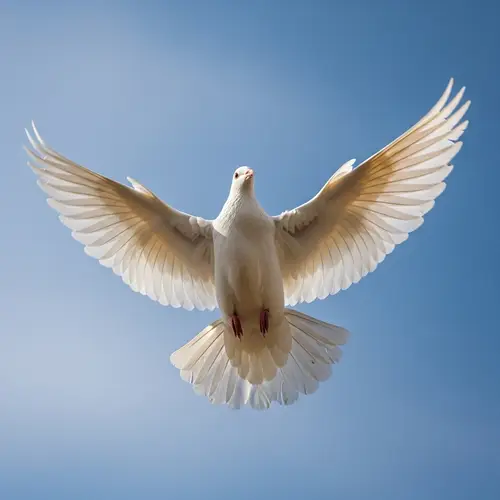 Muscular White Dove Soaring High in Clear Sky