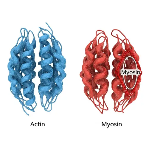 Muscle Protein Structures: Actin and Myosin Illustration