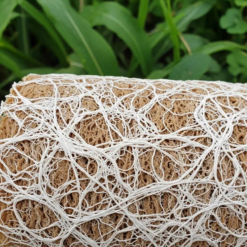 Mycelium Composite Innovation | Sustainable Strength