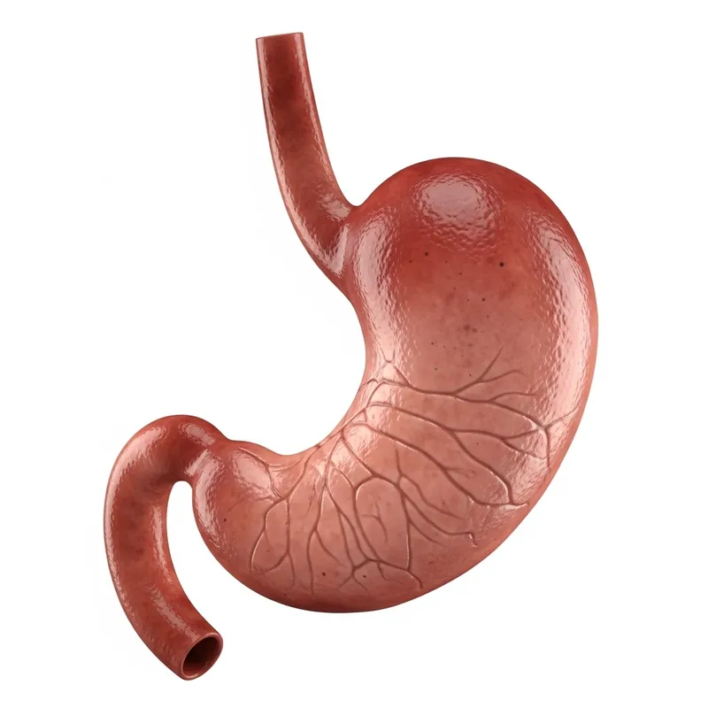 Human Stomach Anatomy: Lifelike Representation