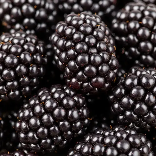 Ripe Mora - Dark Purple Blackberries for Sale