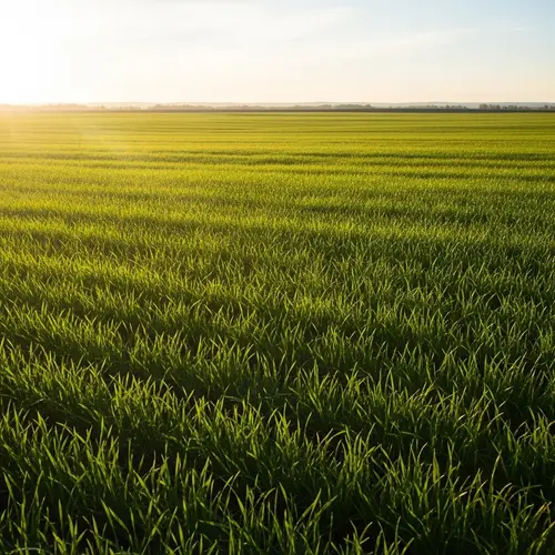 Tranquil Green Field Bathed in Sunlight