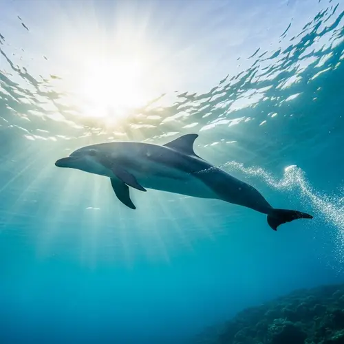 Graceful Dolphin Swimming in Clear Blue Waters