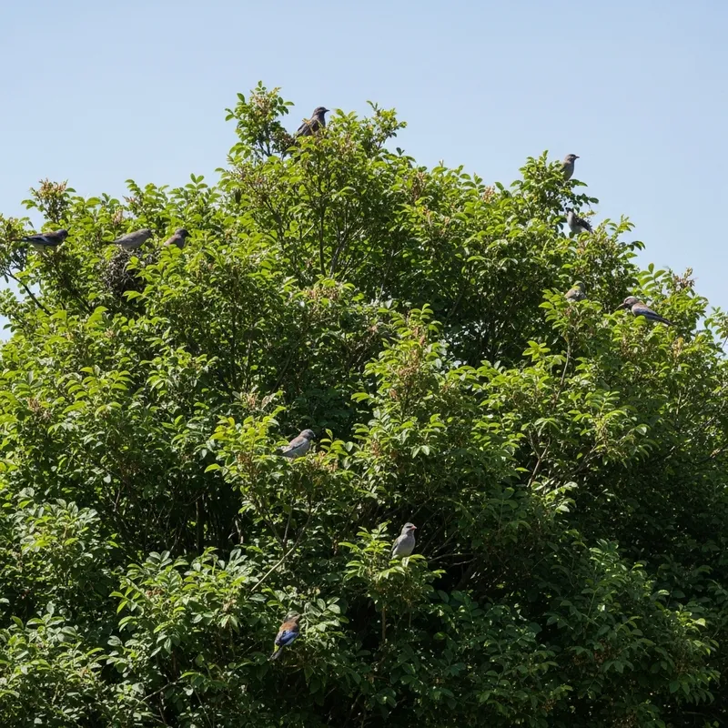 Swiss Indigenous Shrubs with Birds