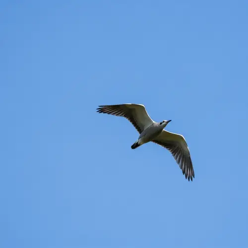 Graceful Bird in Flight | Detailed Feathers Silhouetted in Azure Sky