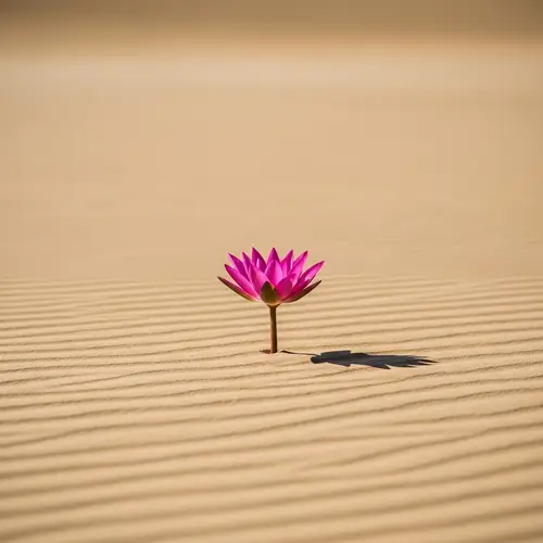 Vibrant Pink Lotus Flower in Desert | Resilient Beauty