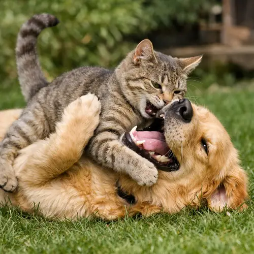 Adorable Cat and Dog Playing Together