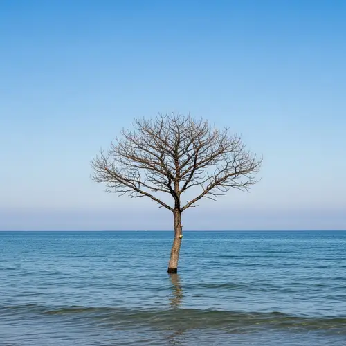Dried Tree Standing Alone in the Sea