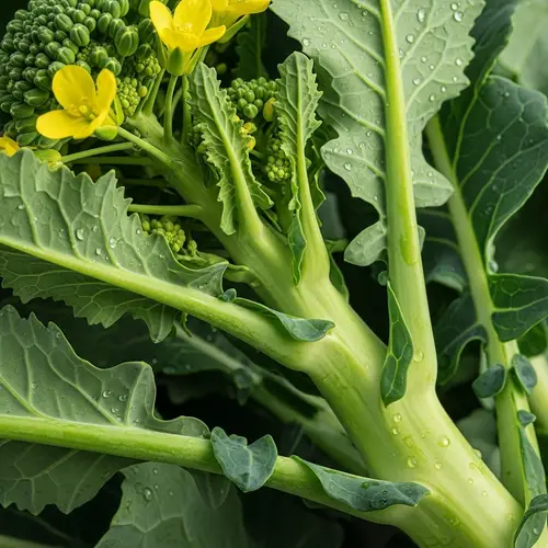 Realistic Photos of Fresh Broccoli Rabe