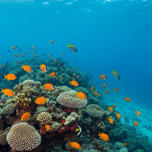 Underwater Marine Life & Colorful Coral Reefs