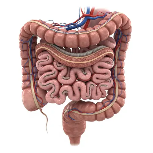 High-Definition 3D Image of Human Small Intestine