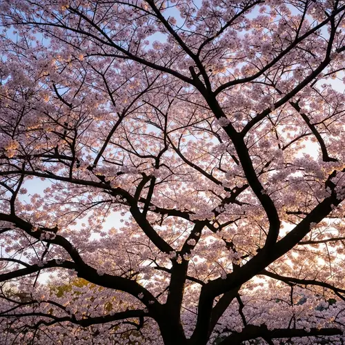 Smooth Cherry Tree - Explore Beautiful Cherry Trees
