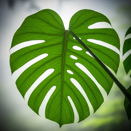 Discover the Beauty of Monstera: Impart Your Unique Style to Iconic Leaves