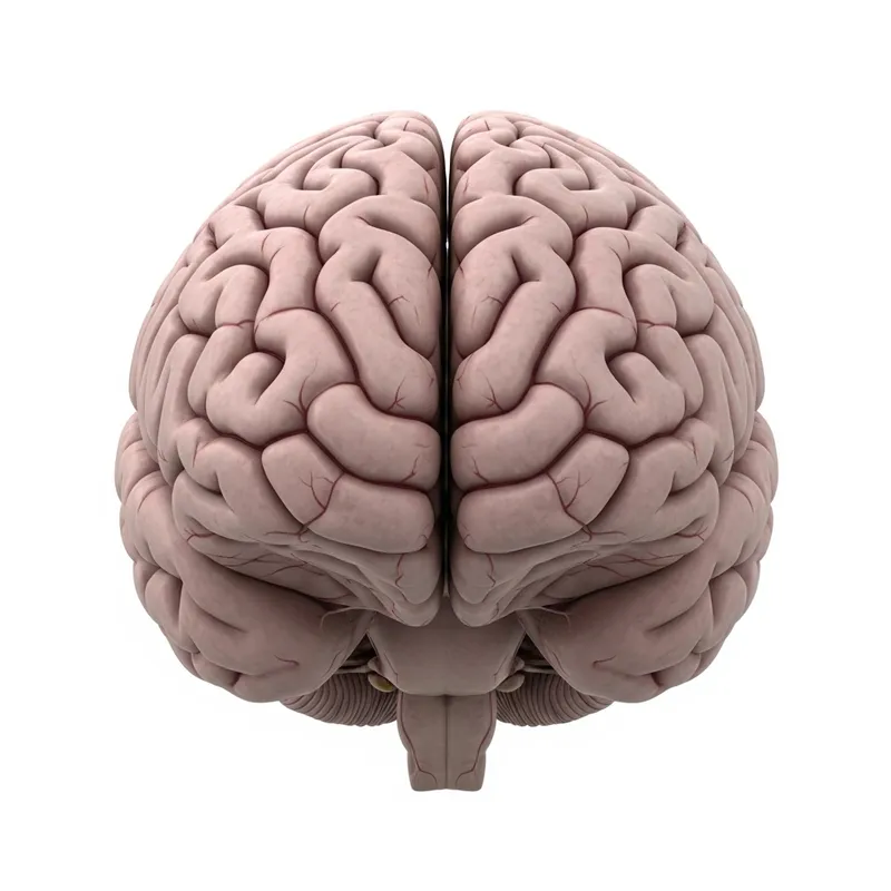 Realistic Human Brain Illustration | Detailed and Natural