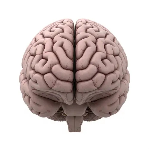 Realistic Human Brain Image | Detailed and Natural Structure