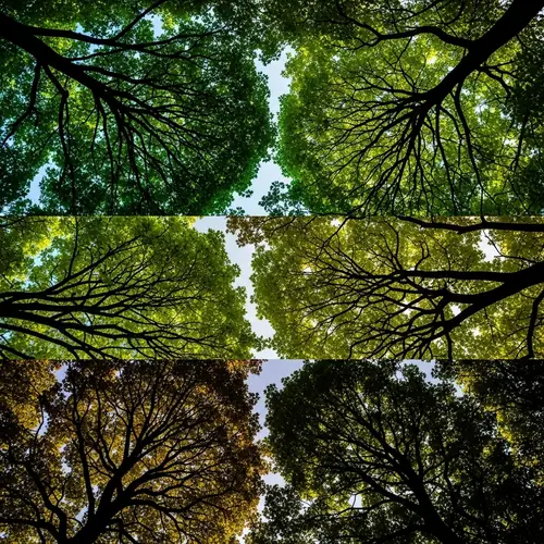 Abstract Treetops in Vibrant Earthy Colors | Forest Canopies Art
