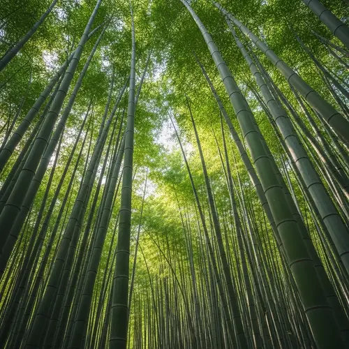Giant Bamboo Dendrocalamus Asper: Towering Green Canopy