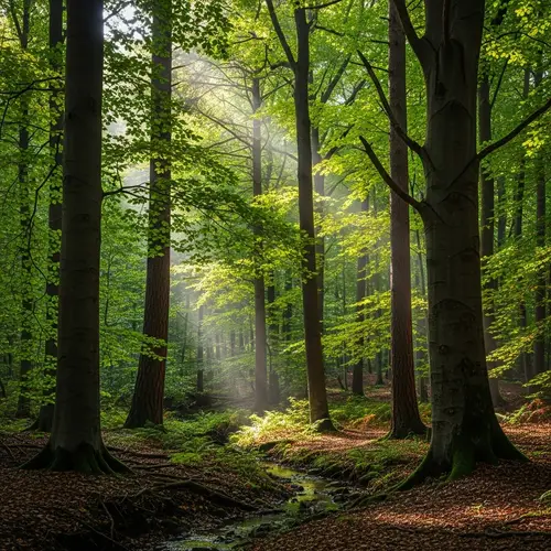 Explore a Beech, Oak, and Pine Forest Landscape