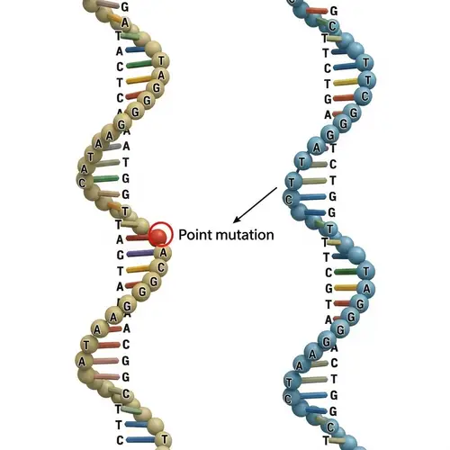Simulation of Point Mutation in DNA | Detailed Illustration