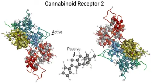 Cannabinoid Receptor 2 Molecular Structure: Protein Databank Insight