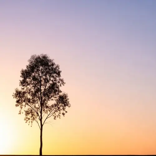 Minimalist Nature Wallpaper for Smartphone