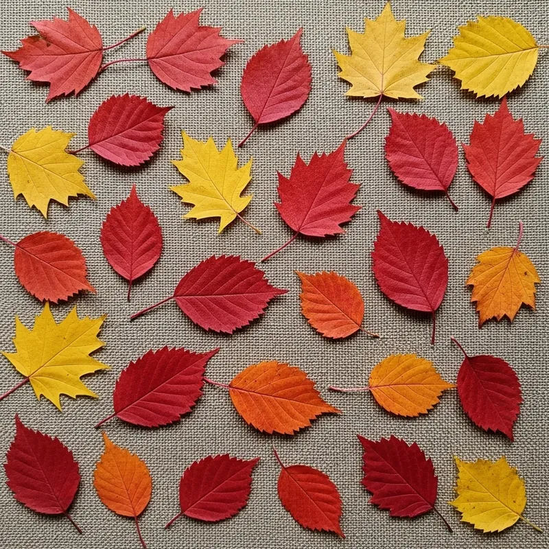 Siberian Leaves on Textured Fabric | Autumn Flora Display Siberian Leaves on Textured Fabric | Autumn Flora Display