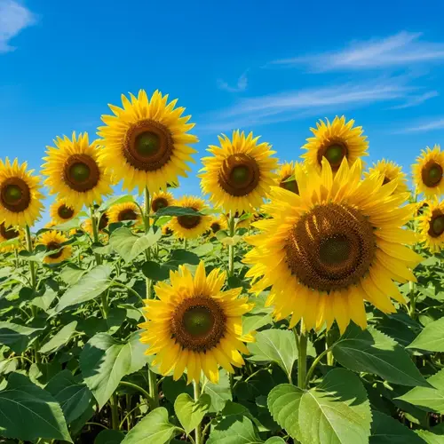 Abstract Sunflowers: A Vibrant Field of Color